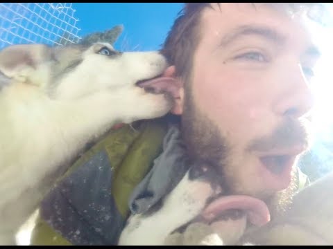 بالفيديو 9 كلاب تهاجم رجلا