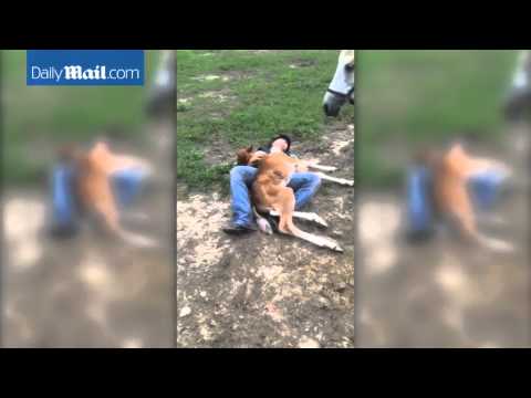 شاهد حصان حديث الولادة يظن نفسه كلبًا
