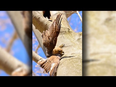 شاهد زوجان يكرسان حياتهما لإنقاذ الطيور الجارحة