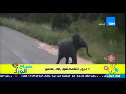 شاهد إصرار فيل صغير على اصطياد العصافير