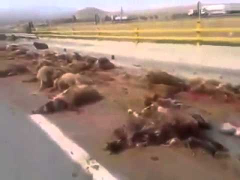 بالفيديو شاحنة تدهس عددًا كبيرًا من الماشية