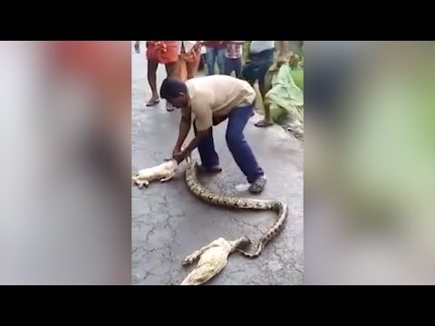 بالفيديو رجل ينجح في إخراج زوج من الماعز