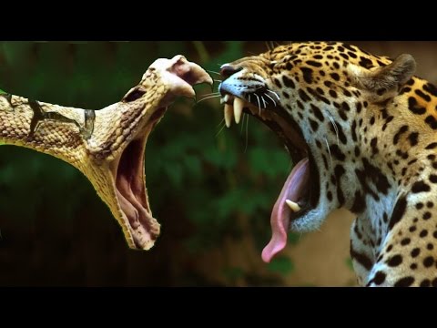 شاهد أخطر الحيوانات التي تعيش في غابات الامازون