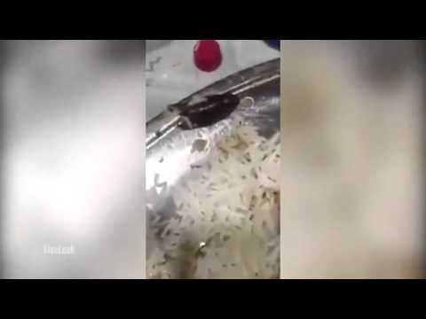 رد فعل غريب لعربي يعثر على حشرة في طبق الأرز